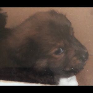 Meet your Posher, Tynetra